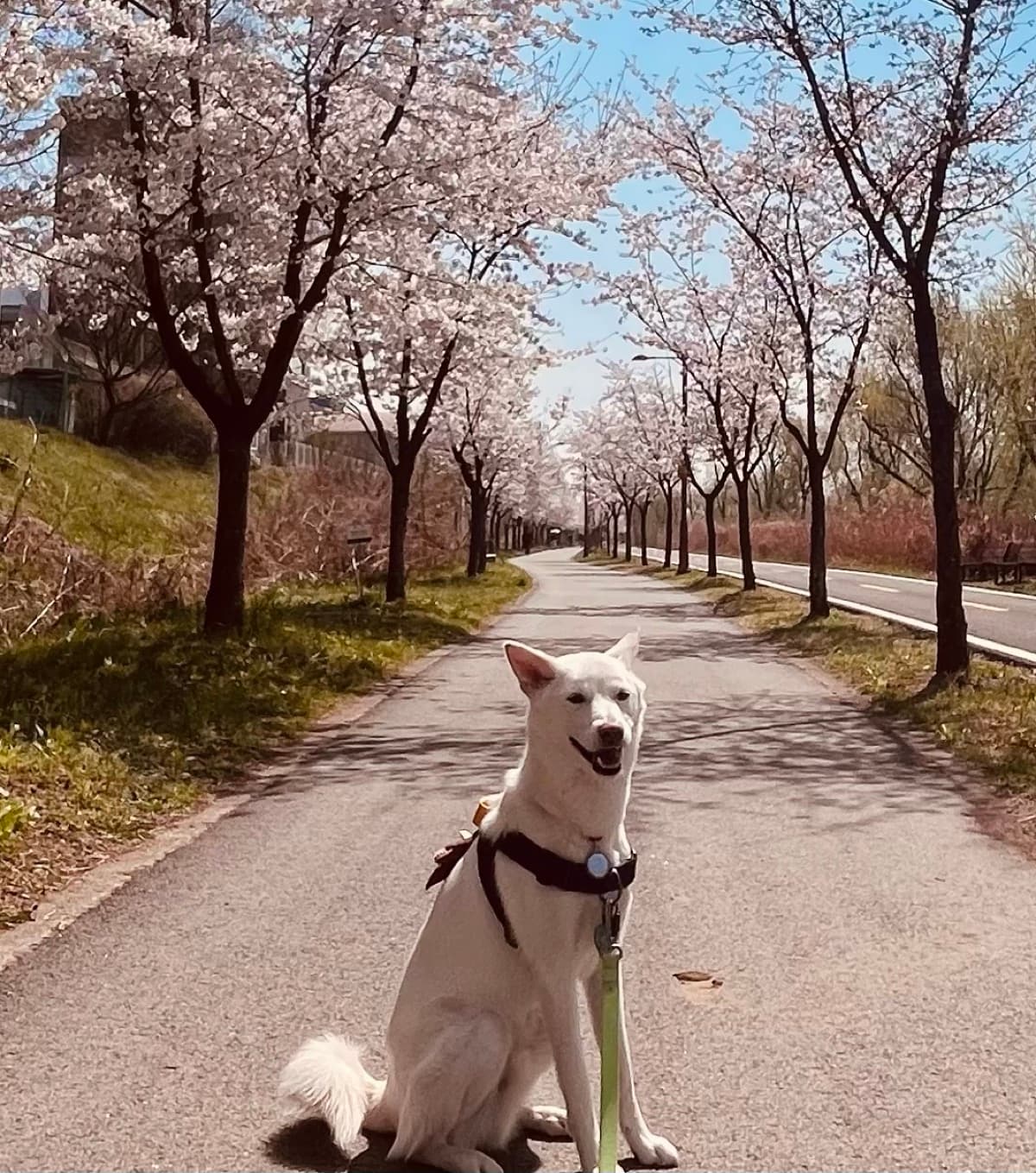 Bada, a Jindo mix rescued from Korea