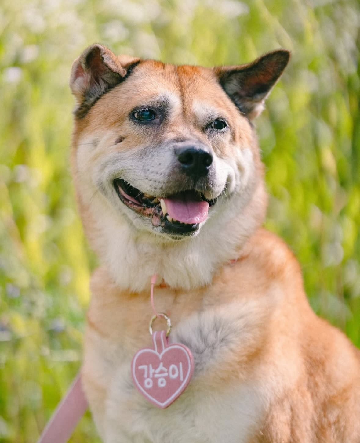 Gang-seung (강승) — Korean rescue dog available for overseas adoption