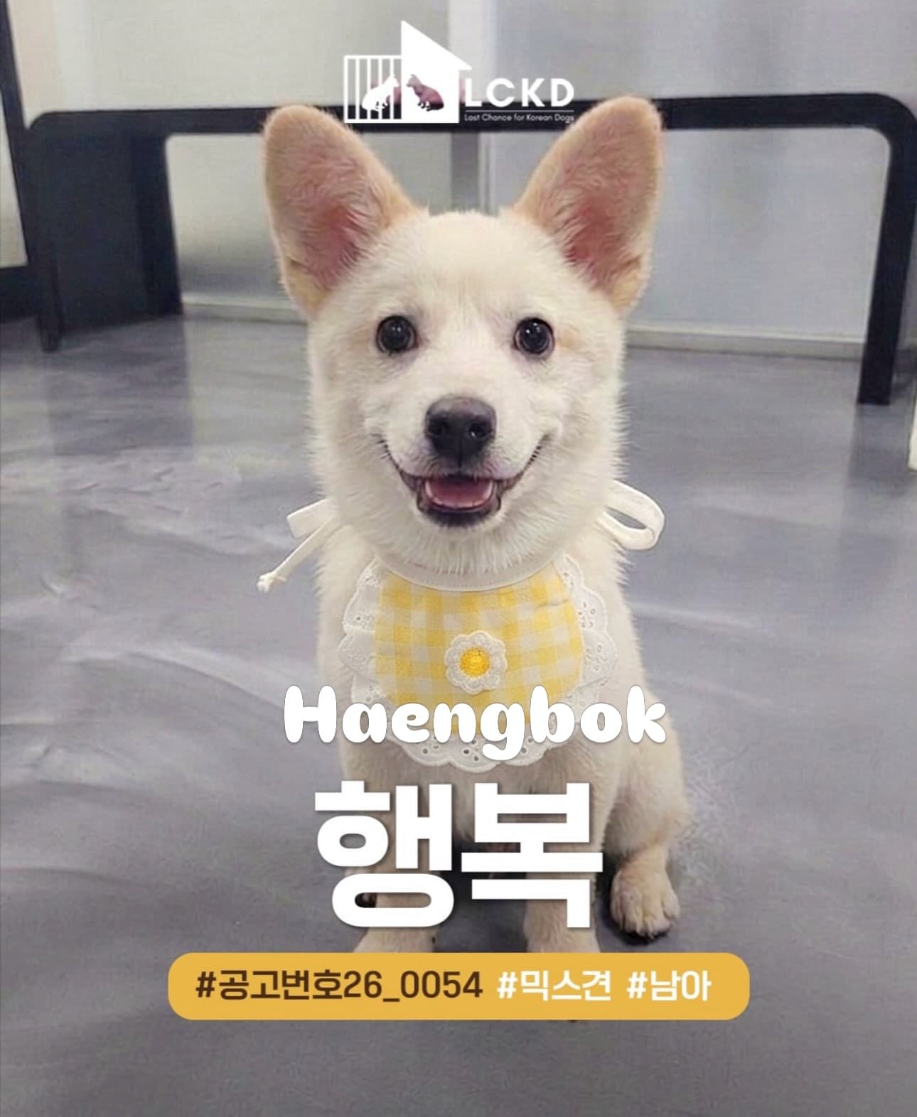 Haengbok (행복) (It means happiness in Korean 💛) — Jindo Mix available for overseas adoption