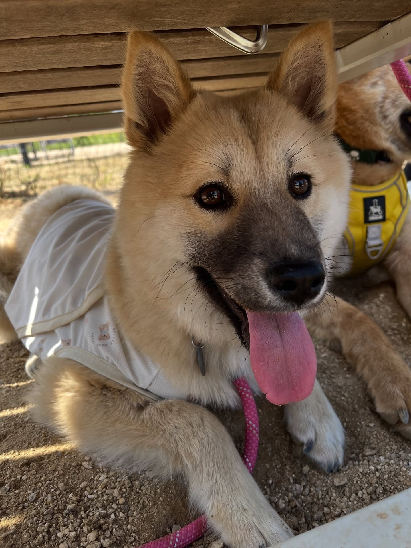 Twigim (튀김) — Jindo mix available for overseas adoption