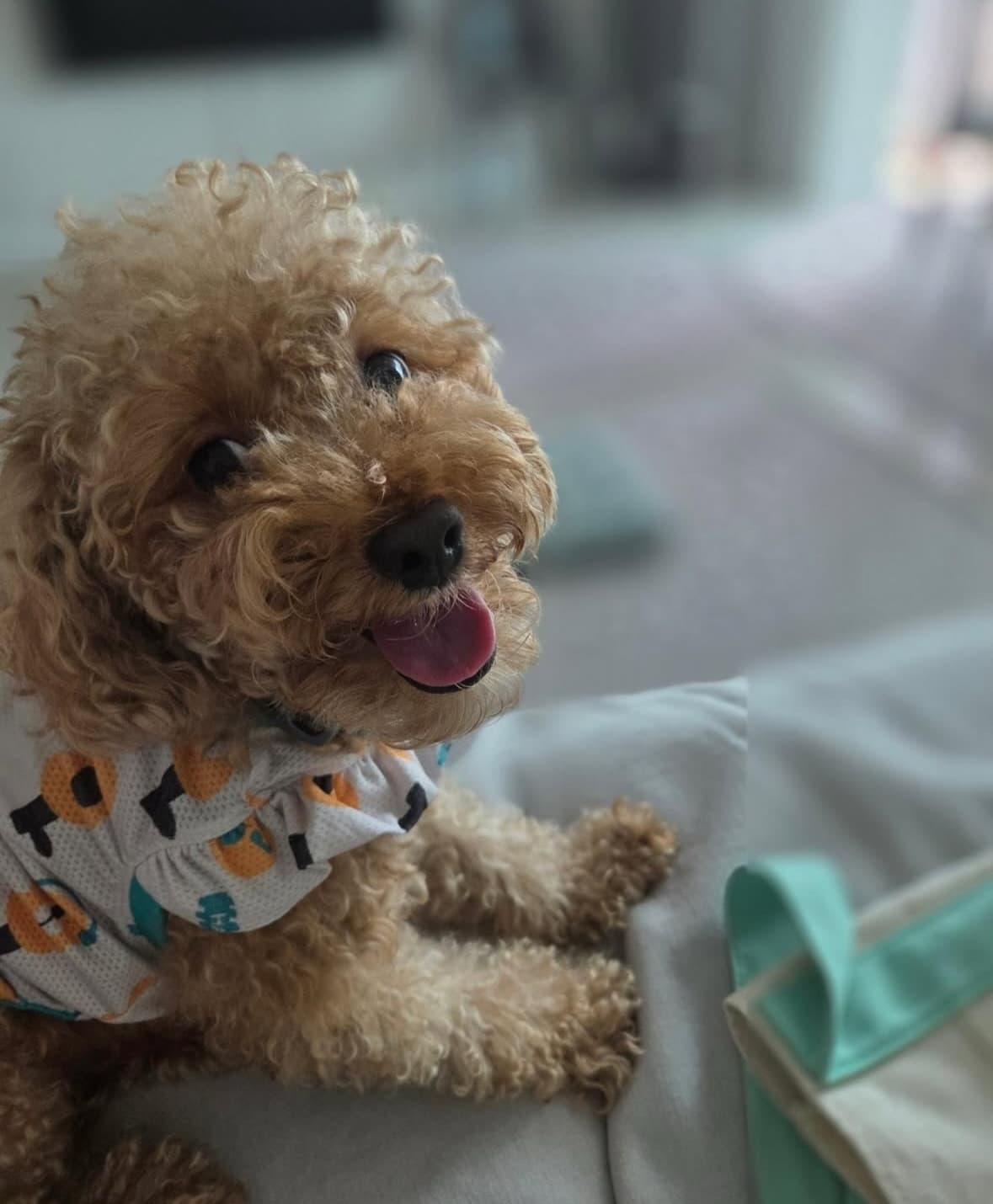 Kong-mann (콩만) — Korean rescue dog available for overseas adoption