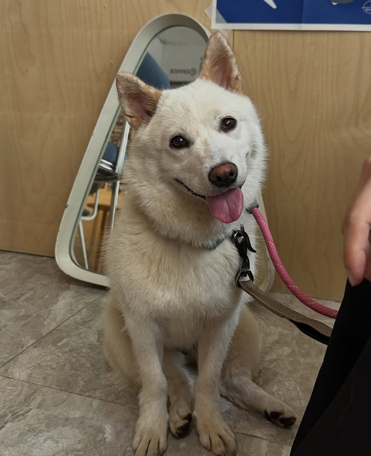 Tinker (팅커) — Korean rescue dog available for overseas adoption