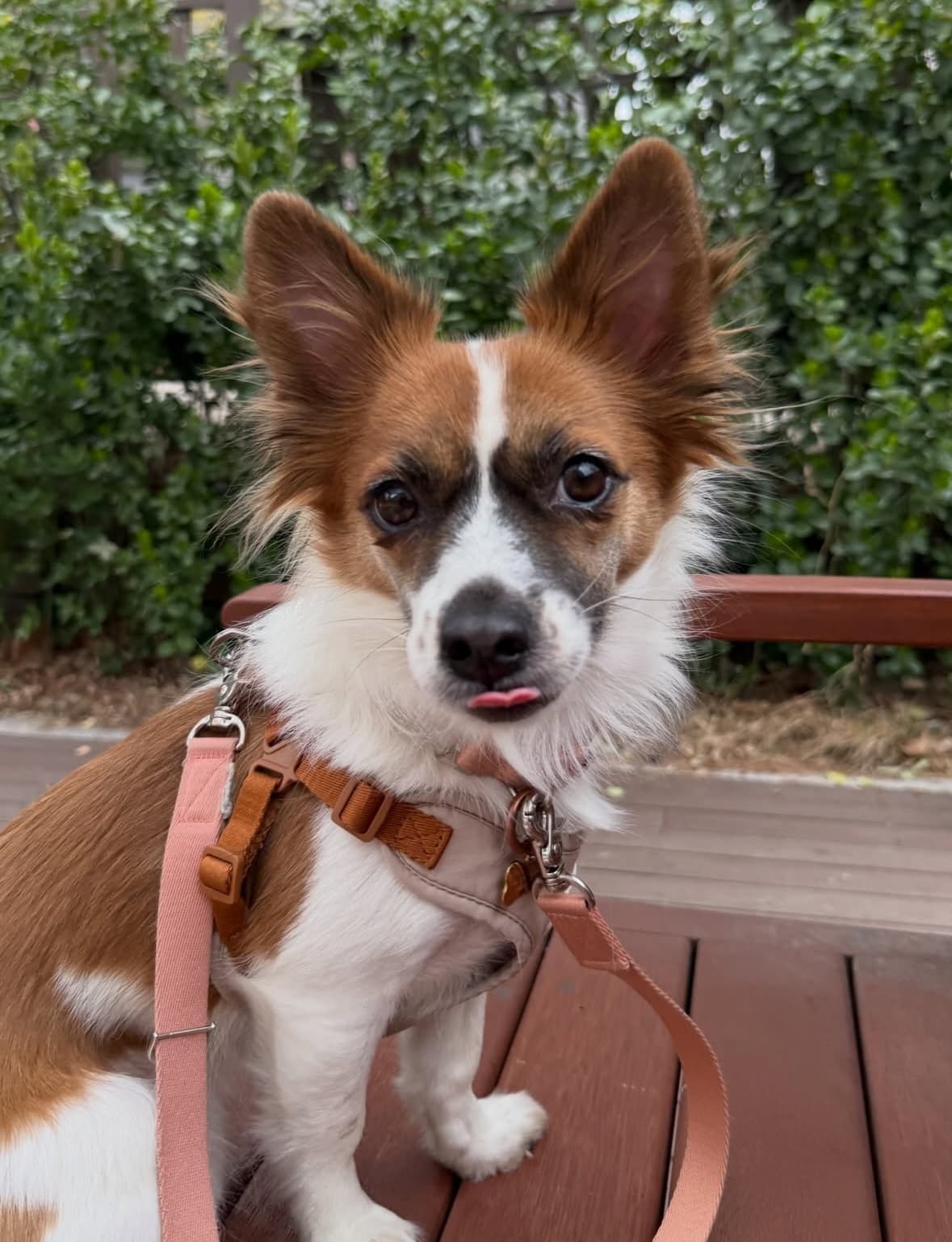 Ari (아리) — Korean rescue dog available for overseas adoption