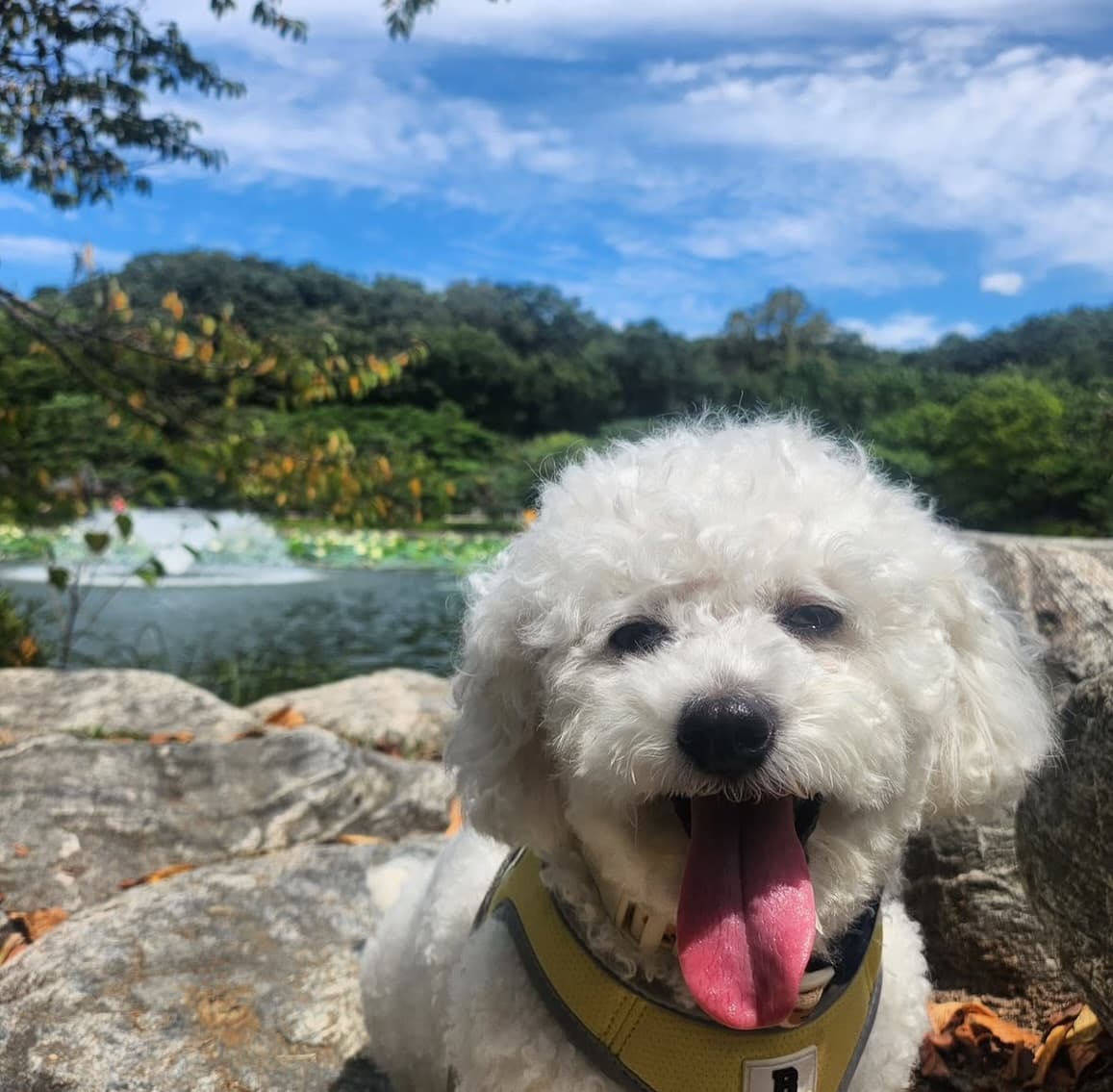 Jiso (지소) — Korean rescue dog available for overseas adoption